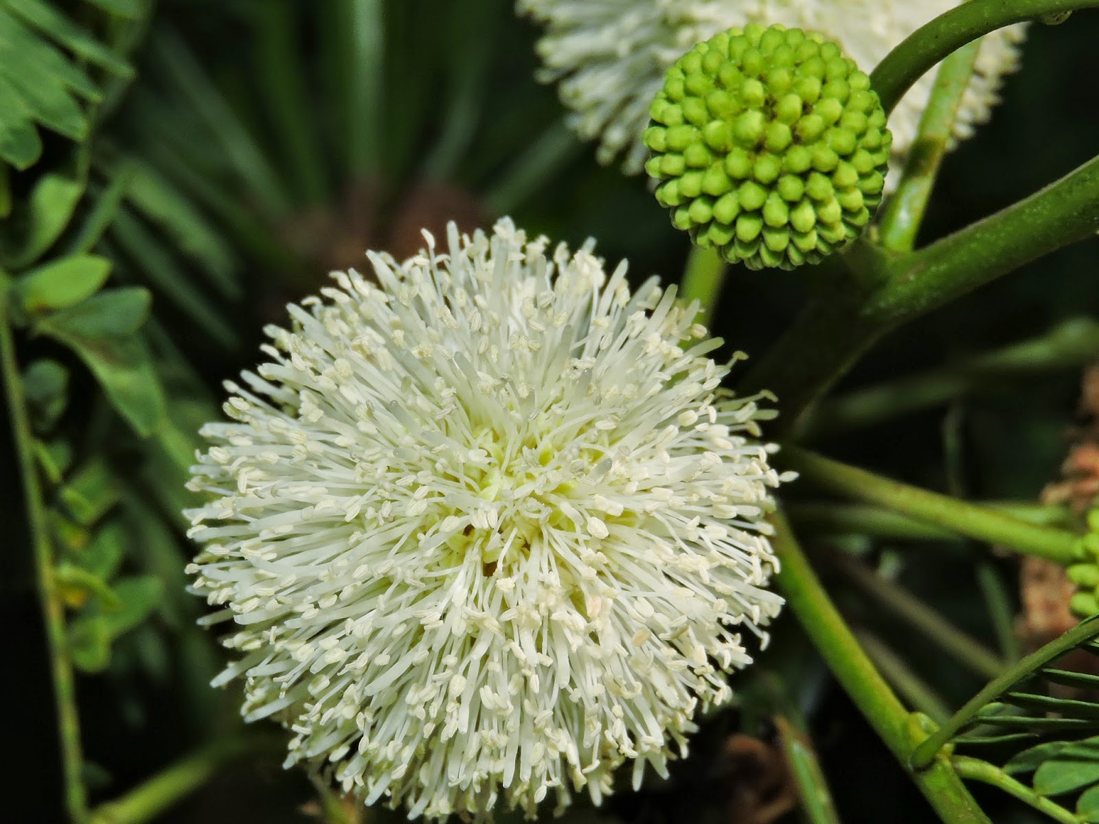 Leucaena leucocephala семена