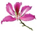 Баухиния(Орхидея)